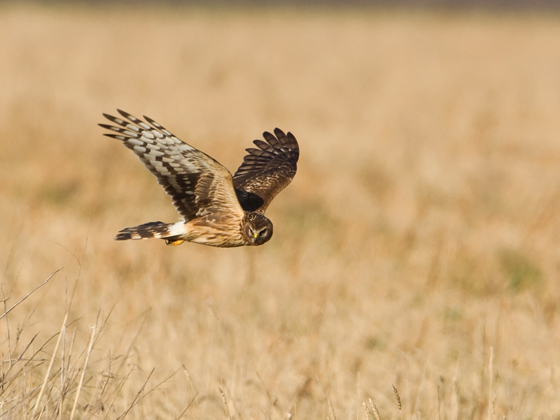 Circus cyaneus Blauwe Kiekendief Hen Harrier